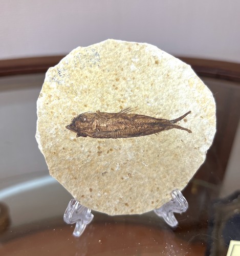 Fossil fish kemmerer shale - fish, on