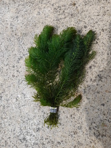 Ceratophyllum 1 - (hornwort),
