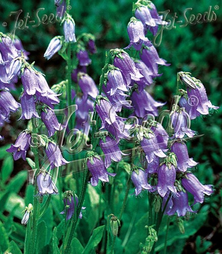 Campanula barbata bearded - 6,