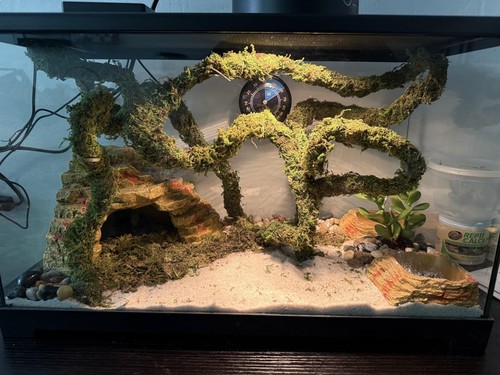 Moss vine for reptiles - ft,