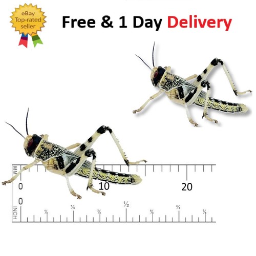 Live locusts - locusts, (10mm-20mm)