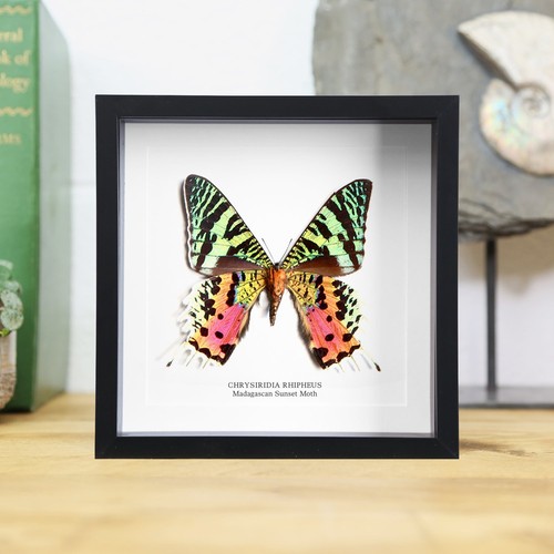 Framed madagascan sunset moth - framed,