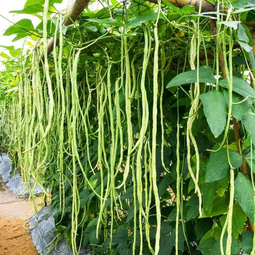 Yard long beans un - yard,