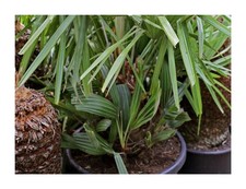 10x Rhapidophyllum hystrix Conifer Palm Garden Plants - Seeds ID433