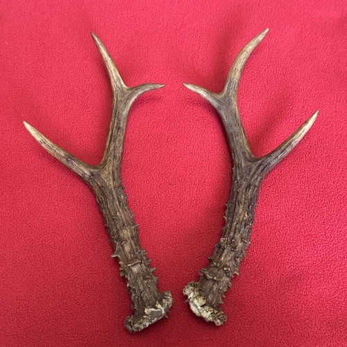 Pair roe deer antlers - of,