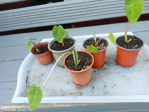 Elephant ear colocasia - ear,