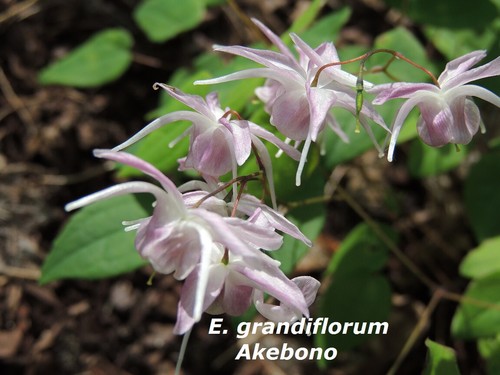 Epimedium grandiflorum akebono - epimedium,