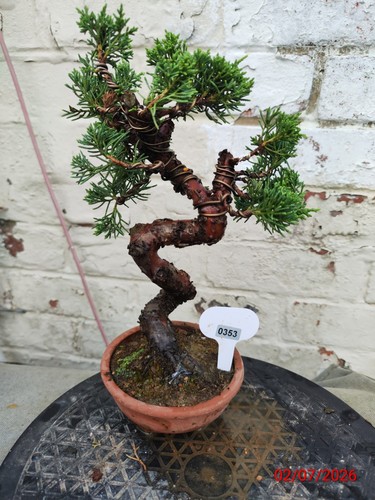 Mini chinese juniper - mini, seedlings