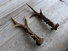 2x Roe Deer Antlers Stick