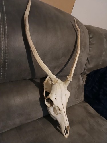 Taxidermy red deer antlers - taxidermy,