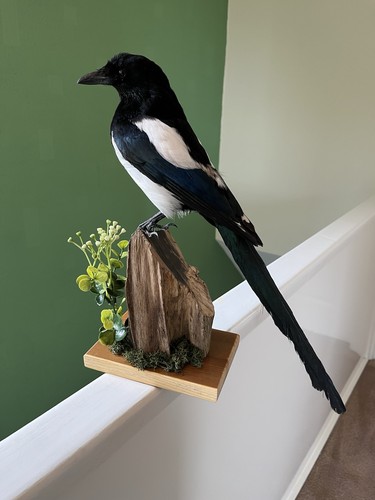 Taxidermy magpie this - taxidermy, is