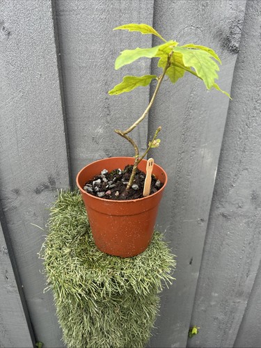 English oak bonsai starter - bonsai,