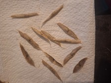 Catalpa Bignonioides Tree