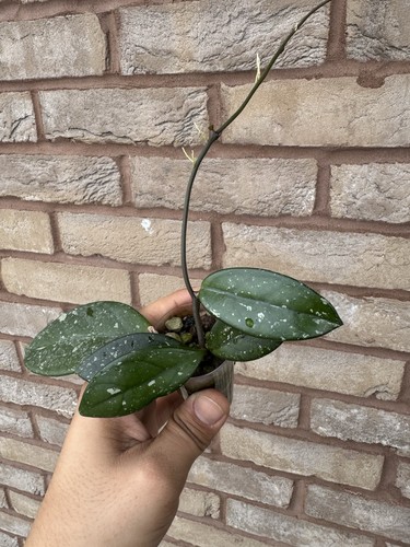 Hoya carnosa splash rooted - carnosa,