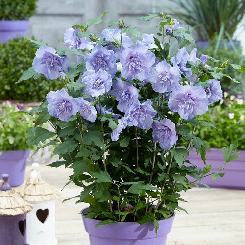 Flowering shrub hibiscus blue - flowering, shrub,