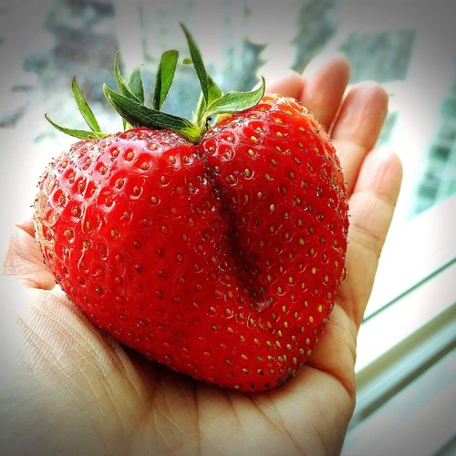 Giant strawberry fragaria - giant,