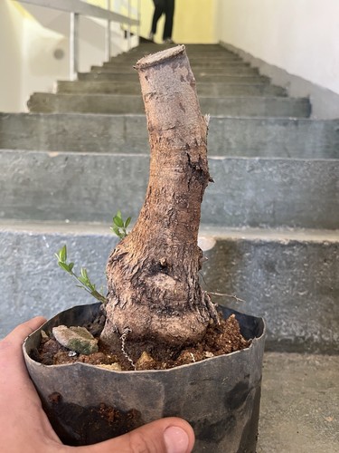 Olive bonsai mediterranean - olive,