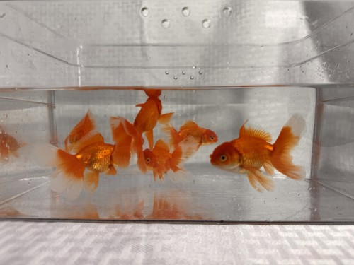 Fancy goldfish red orange - fancy,