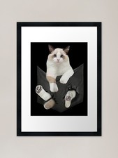 Funny Ragdoll Cat in Pocket