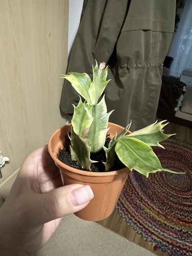 Hoya anthurium philodendron - hoya,