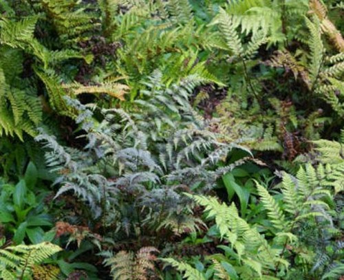 Hardy ferns mix - ferns,