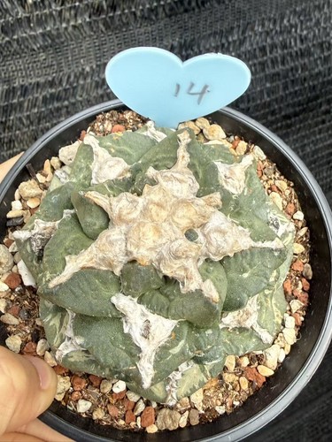 Raresucculent plant ariocarpus - raresucculent,