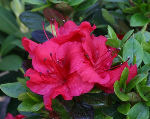 Evergreen azalea johanna - azalea, 'johanna'