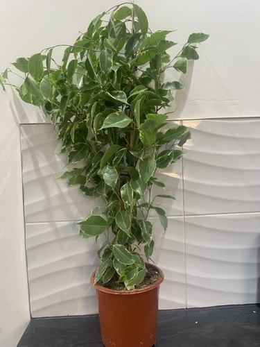 Ficus starlight variegated - starlight,