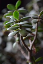 6X Jade Money Plant Good Luck