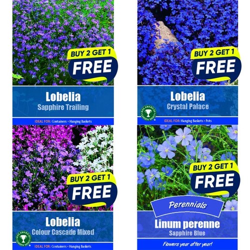 Flower seeds plants borders - flower,