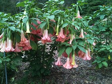 ROOTED Brugmansia Angel