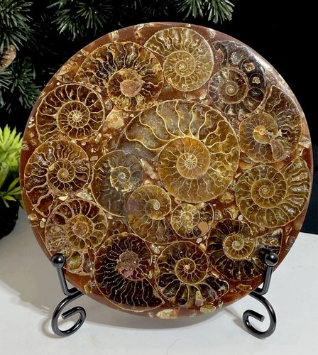 Large 11cm jurassic - large,