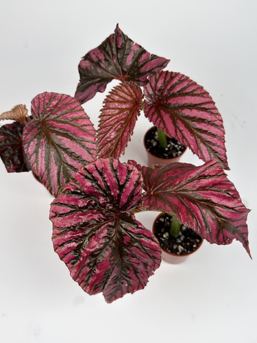 Begonia brevirimosa terrarium - brevirimosa,