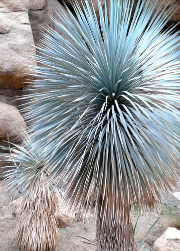 Beaked yucca yuca rostrata - beaked,