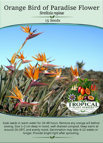 Orange bird paradise flower - bird,