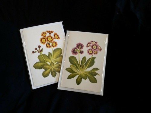 Blank greeting cards - cards, primula