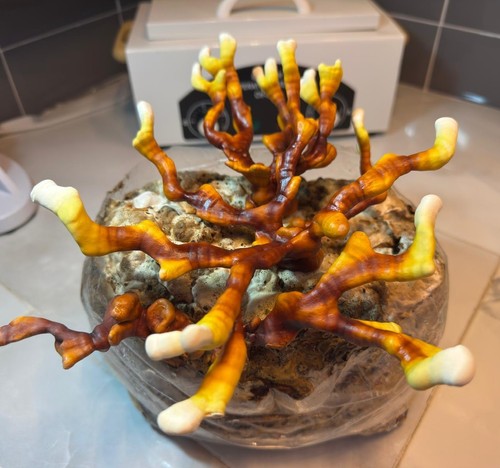 Antler reishi liquid - antler,