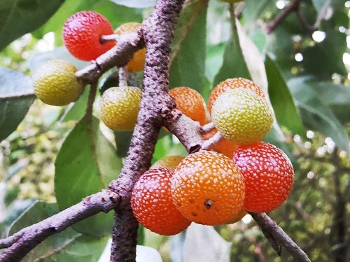 Elaeagnus umbellata orange - umbellata, (