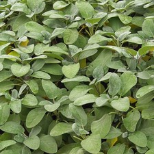 Salvia Officinalis, Common Sage - Culinary Plant | Kitchen Cooking Herb in Pot