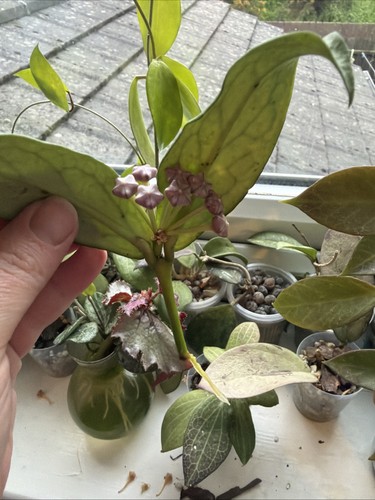 Hoya lobbii dark red - hoya,