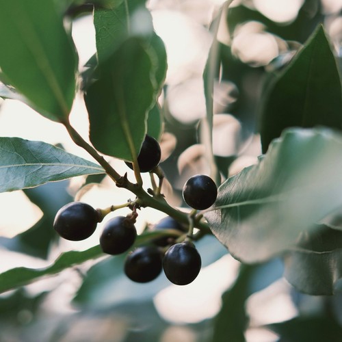 Bay laurel tree 20cm - bay, 10-20cm