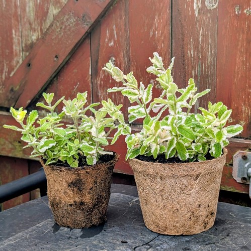 Variegated mint plant - variegated, in