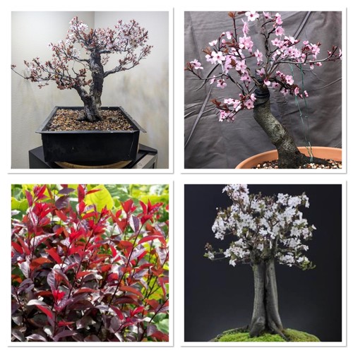 Purple leaf cherry tree bonsai