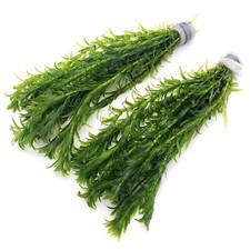 2 Bunches Elodea Densa -