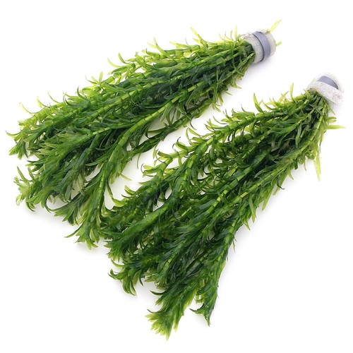 Bunches elodea densa - 2,