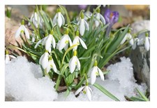 10 Giant English Snowdrops Galanthus Bulbs Plant Now For Blooming In The Spring