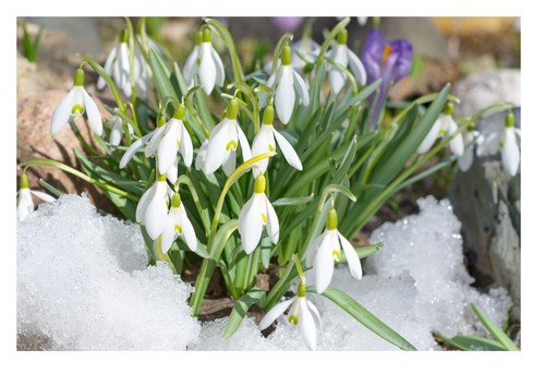 Giant english snowdrops - 10,