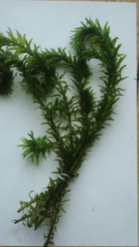 Elodea densa live aquarium - elodea,
