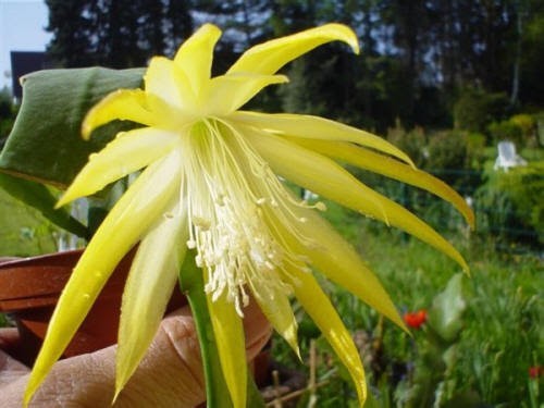 Epiphyllum epicactus hybriden - epiphyllum, epicactus-hybriden