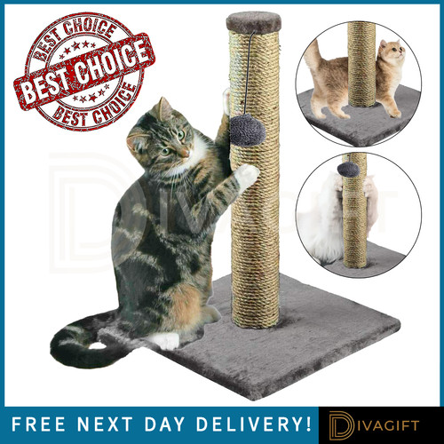Cat scratching post scratch - cat,